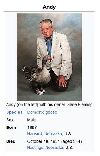 Andy Goose