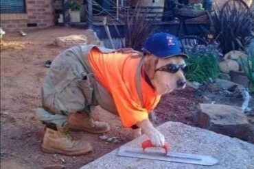 Concretedog