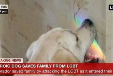 Heroic Dog