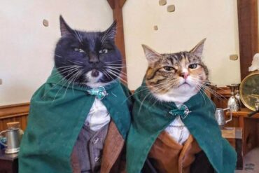 Hobbit Cats