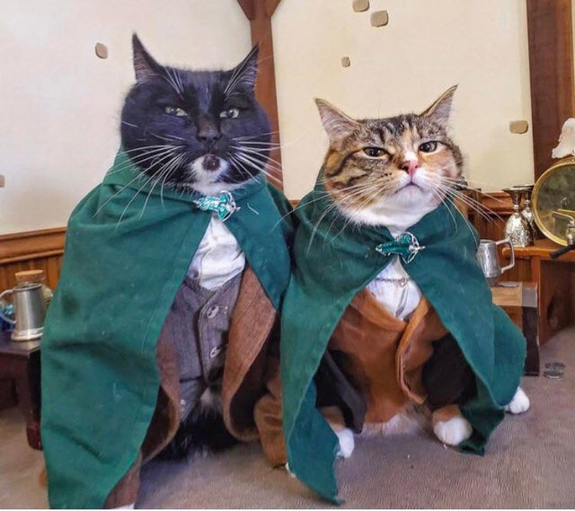 Hobbit Cats