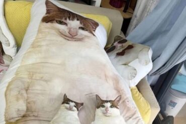 Love Cat