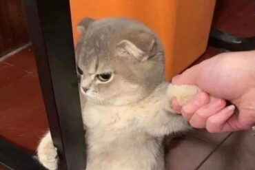 Mad Kitty