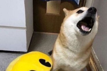 Pacman Dog