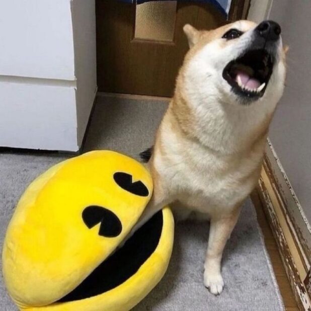 Pacman Dog