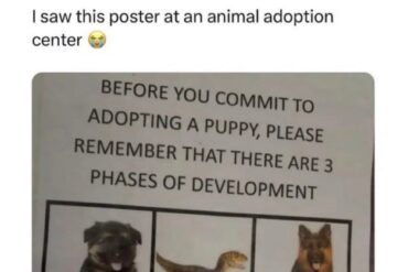 Puppy Phases