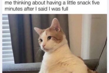Snack Cat