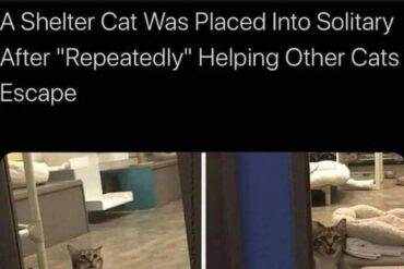 Solitary Cat
