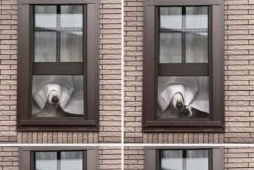 Window Dogs