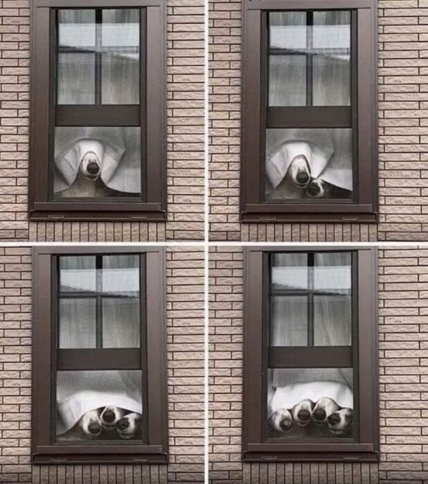 Window Dogs