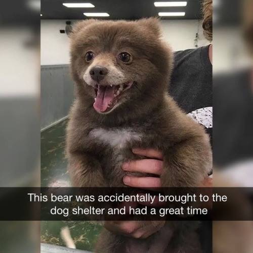 Bear Dog