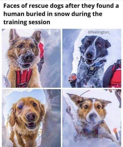 Faces Of Rescue Dogs