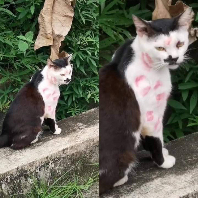 Kissed Cat