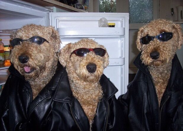 Cool Dogs