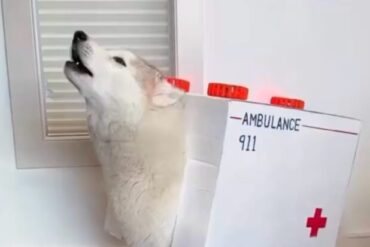 Huskymergency Services